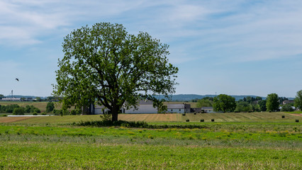 Lonely Tree on Amish Farmland