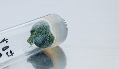 Formation of green mold in a laboratory test tube. Test tube mold on a metal background. Obtaining...