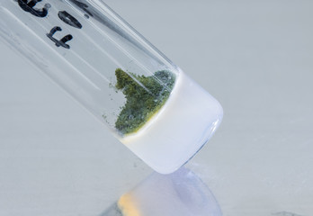 Test tube mold on a metal background. Obtaining antibiotics from experimental mold. Formation of...