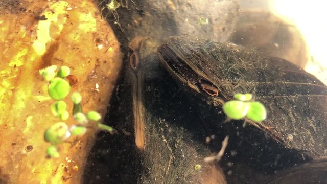freshwater mussel Duck mussel Anodonta anatina
