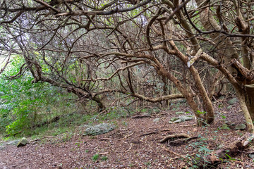 walking through the indigenous mountain, walk and excellent exercise in nature