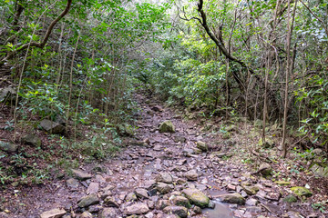 Fototapeta premium walking through the indigenous mountain, walk and excellent exercise in nature