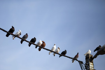 Beautiful pigeons of different colors sit on an electric wire, pole and lamp against the background of a blue clear sky on a summer sunny day and look in different directions. Selective focus.