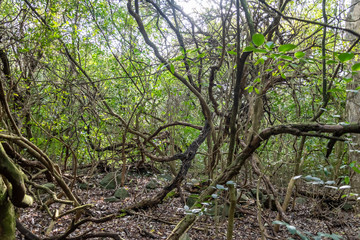 walking through the indigenous mountain, walk and excellent exercise in nature