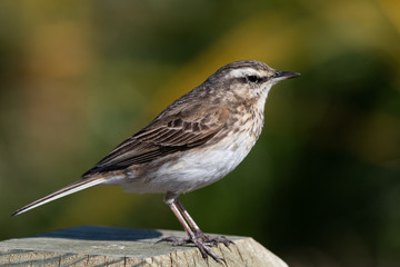Australasian Pipit
