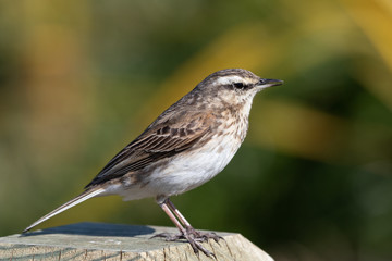 Australasian Pipit