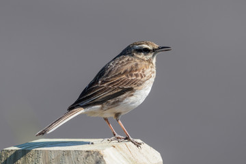 Australasian Pipit
