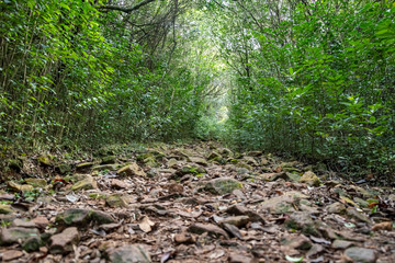 walking through the indigenous mountain, walk and excellent exercise in nature
