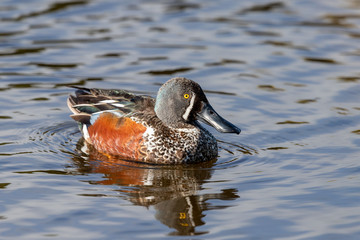 Australasian Shoveler