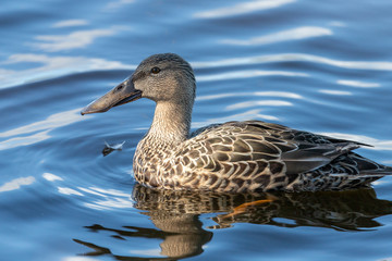 Australasian Shoveler