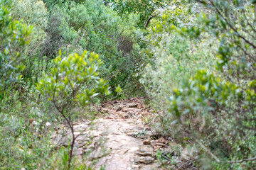 walking through the indigenous mountain, walk and excellent exercise in nature