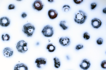 fresh blueberries with milk