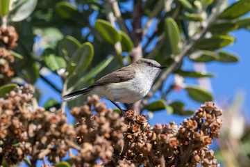 Grey Warbler in New Zealand