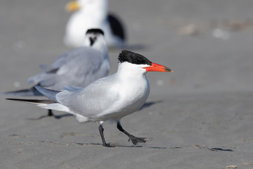 Fototapeta premium Caspian Tern in Australasia