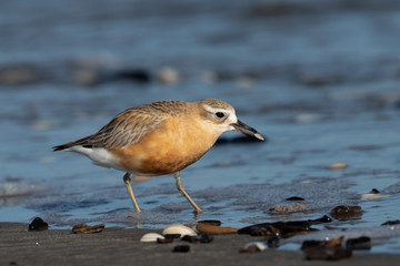 New Zealand Dotterel