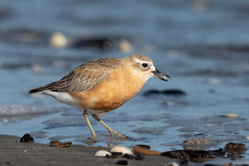 New Zealand Dotterel