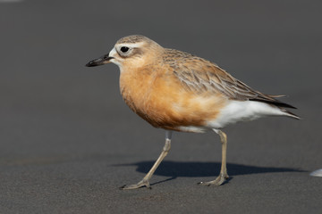New Zealand Dotterel