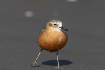 New Zealand Dotterel