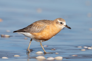 New Zealand Dotterel