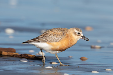 New Zealand Dotterel