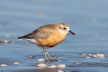 New Zealand Dotterel
