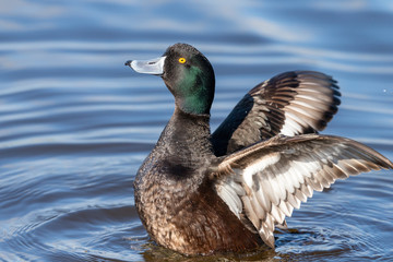 New Zealand Endemic Scaup Duck