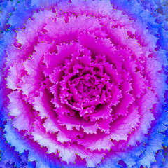 Top View Pink and Blue Plant
