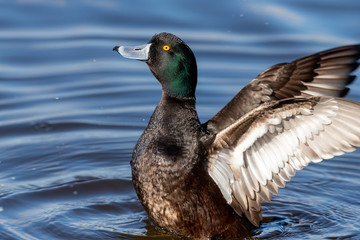 New Zealand Endemic Scaup Duck