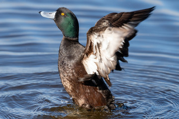 New Zealand Endemic Scaup Duck