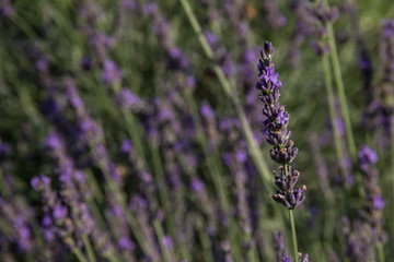 Naklejka premium A Stem of Lavender standing out in a field of lavender