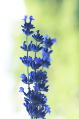 Obraz premium Natural purple lavender flower in garden. P