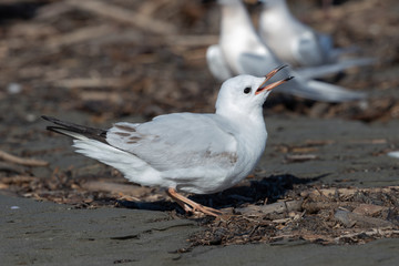 Red Billed Gull in Australasia