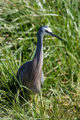 Fototapeta premium White Faced Heron in Australasia