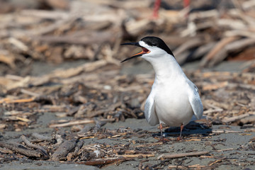 White Fronted Tern in Australasia