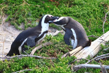 liebende Pinguine 1