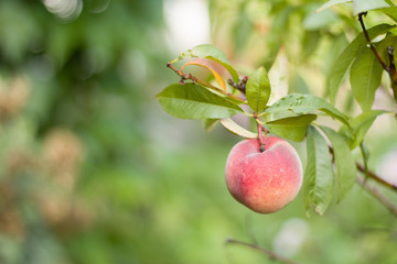 Frech Peach fruit on a peach tree (Prunus persica) in summer