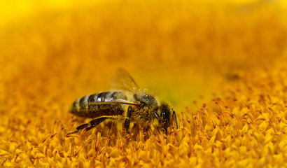 Close-up of a bee while collecting pollen in the center of a brilliant sunflower with text field above