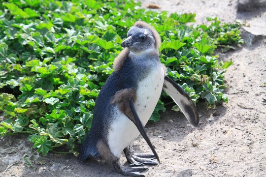 Pinguin in der Mauser