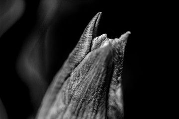 Tulip flower isolated on black background