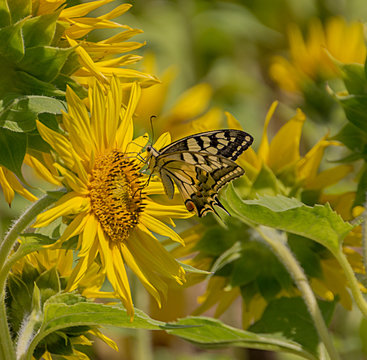 Mariposa  chupando el n&eacute;ctar de una flor en un cultivo de girasol