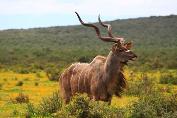Kudu 2