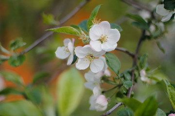 White apple tree flowers on a branch