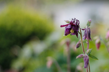 Purple Aquilegia Columbine flower in a garden 
