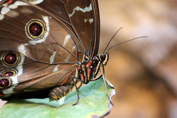 Blue Morpho Peleides Schmetterling (Der Blaue Morpho)