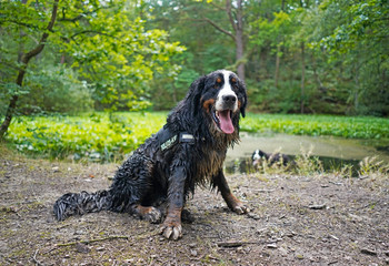 Happy and very dirty, wet Bernese Mountain Dog sitting at the edge of a swamp, forest in the background. Looking at the camera