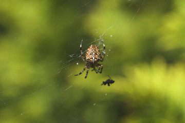Spider Cross. Spider a cross on a web in dew. Drops of dew on a web close-up