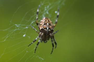 Spider Cross. Spider a cross on a web in dew. Drops of dew on a web close-up