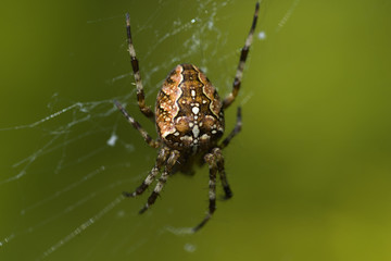 Spider Cross. Spider a cross on a web in dew. Drops of dew on a web close-up
