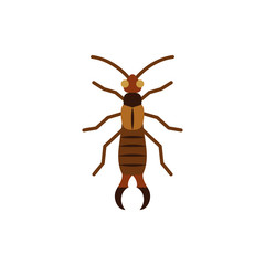 Earwig insect dermaptera single flat vector icon