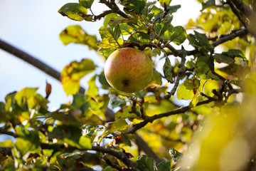Summer apples on a tree